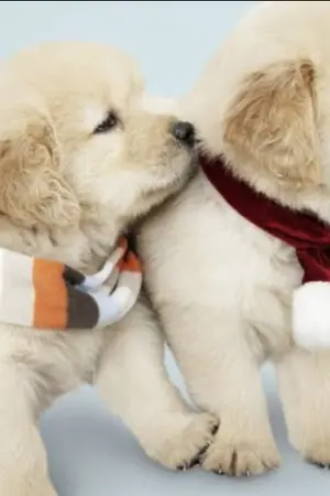 ปกนิยาย วิทยาของเฟ่ย : lovemy story