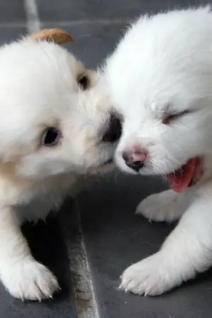 ปกนิยาย [SF EXO] BLACK BOSS  -HunBaek-