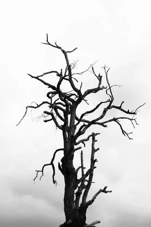 ปกนิยาย สนมแดนรัตติกาล (yaoi)