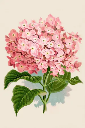 ปกนิยาย สุสานไฮเดรนเยียร์และเธอผู้สิ้นชีวิต