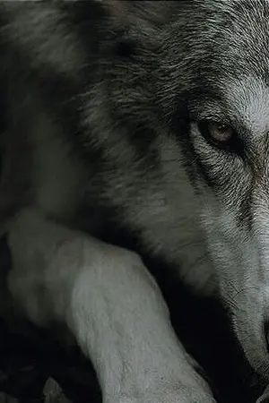 ปกนิยาย #markmin | alpha on top.