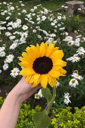 ปกนิยาย Sunflower ❤ | ทานตะวันเนียลอง [NielOng]