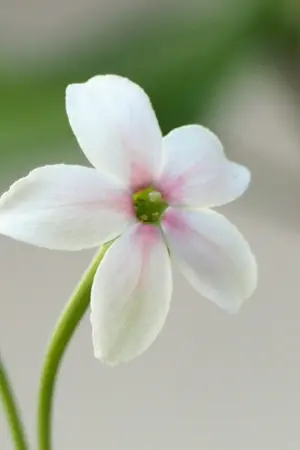 ปกนิยาย ก่อนความทรงจำจางหาย