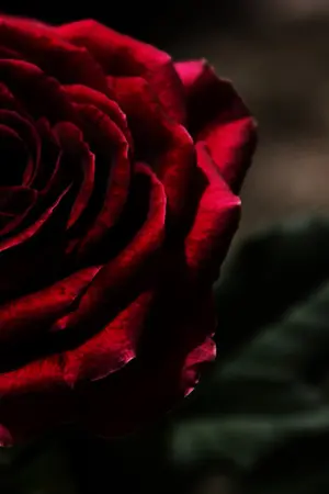 ปกนิยาย [exo] Curse of Heart : KaiHun,ChanSoo