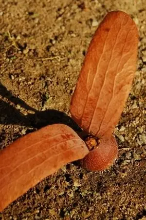 ปกนิยาย ลูกไม้ [YAOI]