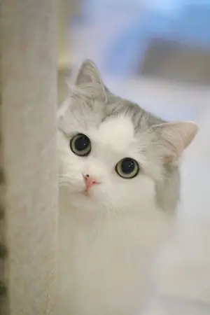 ปกนิยาย ตามติดชีวิตนักเขียน