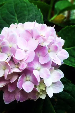 ปกนิยาย Imagination and Real