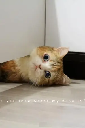 ปกนิยาย {Fic EXO}  คุณชาน  (chanbaek)