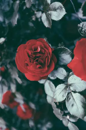 ปกนิยาย ENORMITY BAND △ krislay Chanbaek hunhan