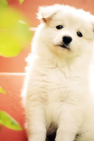 ปกนิยาย (เรื่องสั้น) ความแฝง   * BOYS LOVE / BL / YAOI *