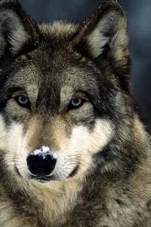 ปกนิยาย Blood lust[Yaoi]