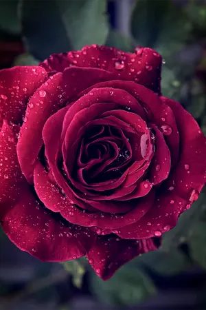 ปกนิยาย [Fic Reborn] 999 Roses of Love