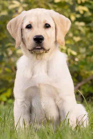 ปกนิยาย Sexy girl for Me.