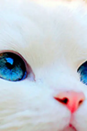 ปกนิยาย {Fic} EXO :: The Cat Story -Baekdo-