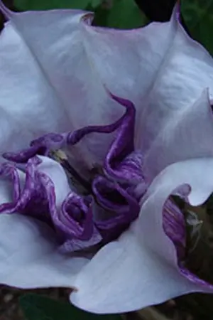 ปกนิยาย อสุราจำแลงทัณฑ์