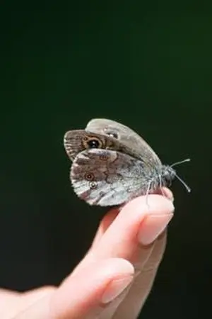 ปกนิยาย Can I Dream?