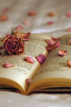 ปกนิยาย ขายหนังสือมือสอง