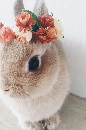 ปกนิยาย ♡LOVE ME LOVE MY RABBIT♡  kookmin