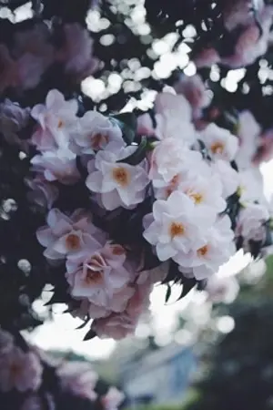 ปกนิยาย A Sky of JinSon