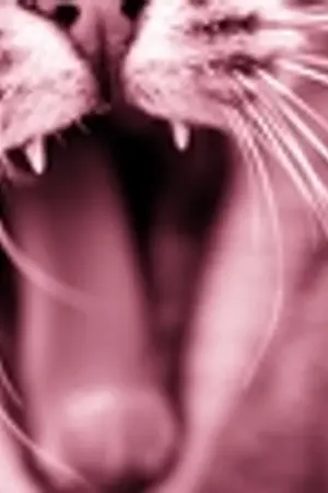 ปกนิยาย 【原神】คลังฟิคแมวโง่