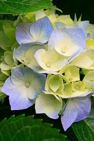 ปกนิยาย พี่เซอร์ปีสี่ กับ น้องแก้มปีสอง