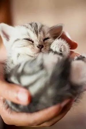 ปกนิยาย [yaoi] Carnation love@Cafe ร้านกาแฟปิ๊งรัก  [BL]