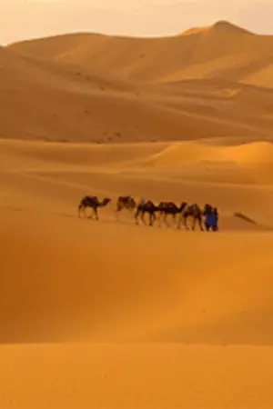 ปกนิยาย กุหลาบในเงาทราย