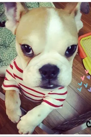 ปกนิยาย |FIC B2ST| 형...형님! |JUNSEUNG|