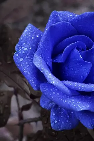 ปกนิยาย (Colorverse) Between us คุณคือสีฟ้าอมเทา [BL]