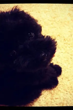 ปกนิยาย [fic] Kim Ginger [TaeNy]