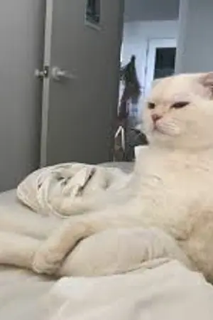 ปกนิยาย ก้อนขน { BTS | YOONMIN }