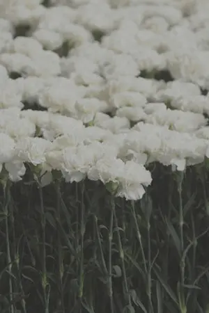 ปกนิยาย [GOT7 :: FIC] '....เธอ' : BNIOR