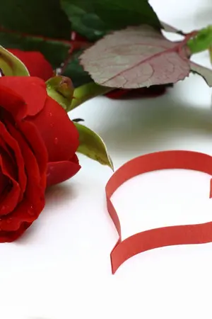 ปกนิยาย กุหลาบร้อยใจ (Yunjae, Kihae, Krislay)