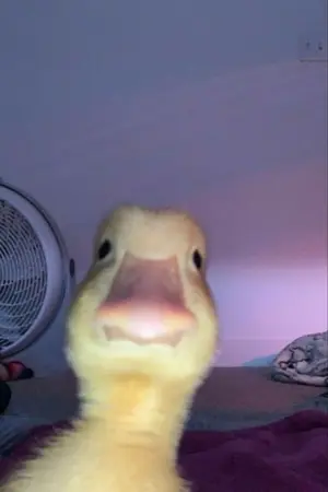 ปกนิยาย ข้อควรระวังของตัวประกอบ