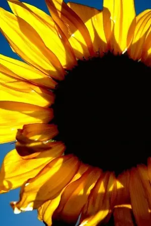 ปกนิยาย The Story of A Sunflower | The Mortal Instruments MALEC