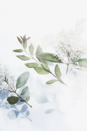 ปกนิยาย เจ้าชายของมะลิ