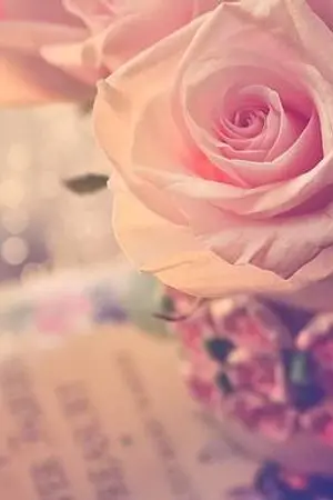 ปกนิยาย [GyuMyung] How Percious Am I?