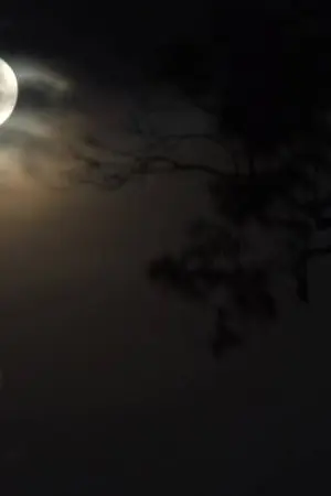 ปกนิยาย (OS) Last Night [GyuMyung]