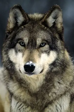 ปกนิยาย wolf