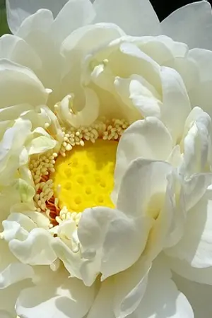 ปกนิยาย [Fanfic Yuri On Ice]