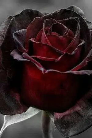 ปกนิยาย whisper - chanbaek