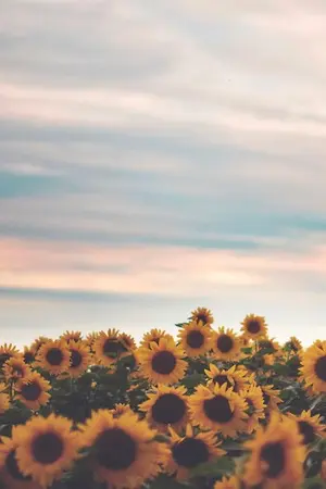 ปกนิยาย ｡แทนตะวัน