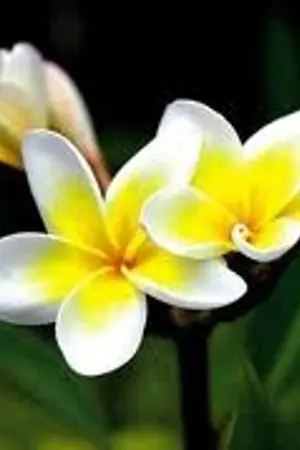 ปกนิยาย จวนจำปา