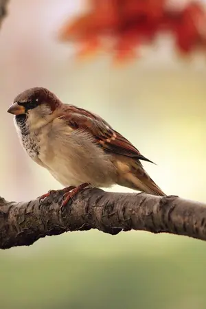 ปกนิยาย The little sparrow เพียงเพราะฉันตัวเล็ก