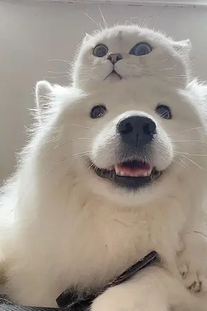 ปกนิยาย #BabyAlpha บทเรียนของอัลฟ่ามือใหม่