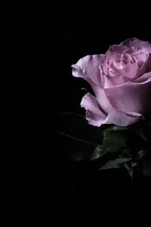 ปกนิยาย หิมะ