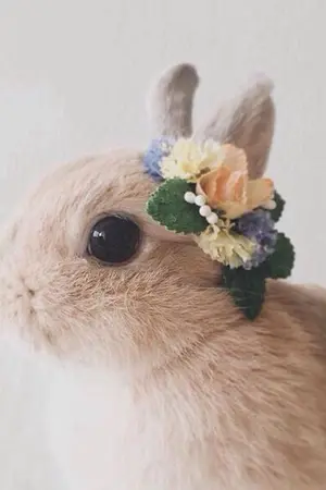 ปกนิยาย กระต่ายหมายชมตะวัน