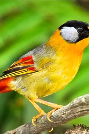 ปกนิยาย กาพย์ห่อโคลงประพาสธารทองแดง