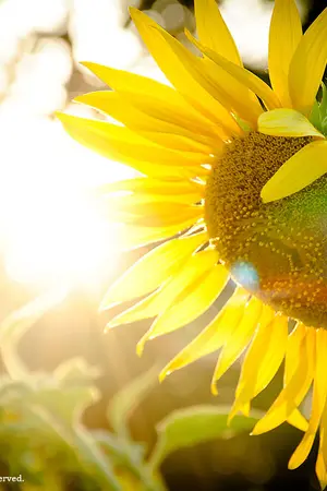 ปกนิยาย SunFlower