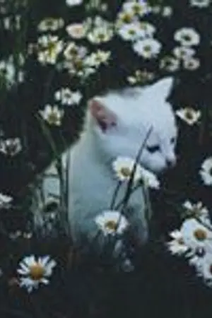 ปกนิยาย ϟ HAMILTON VILLA